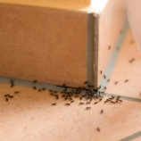 Ako sa zbaviť mravcov – VIDEO návod
